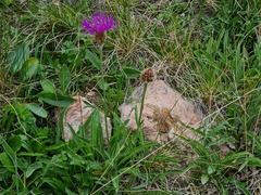 Psephellus caucasicus