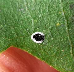 Tetraleurodes perileuca