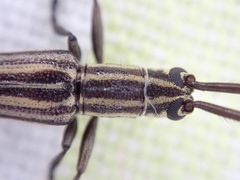Hippopsis