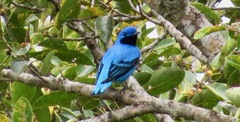 Cotinga amabilis