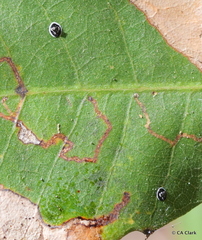 Tetraleurodes perileuca