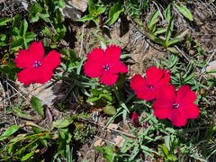 Dianthus vladimirii