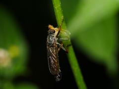 Neomochtherus geniculatus