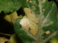 Tischeria ekebladella