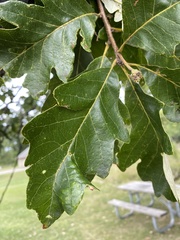 Phylloteras volutellae