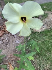 Abelmoschus esculentus