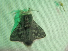 Tolype laricis
