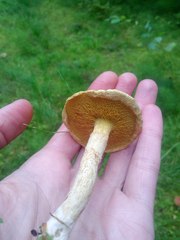 Suillus sibiricus