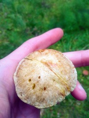 Suillus sibiricus