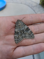 Catocala hermia