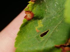 Stigmella tiliae