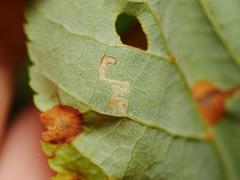 Stigmella tiliae
