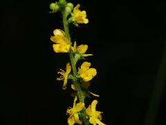 Gemeiner Odermennig (Agrimonia eupatoria): Herkunft und Verwendung — Foto 3