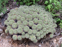 Mammillaria compressa compressa