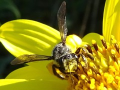 Andrena aliciae