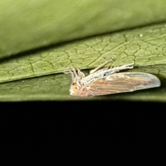 Idiodonus cruentatus