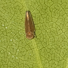 Idiodonus cruentatus