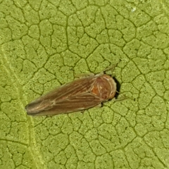 Idiodonus cruentatus