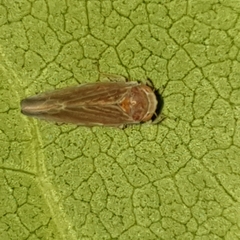 Idiodonus cruentatus