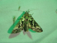 Syngrapha rectangula