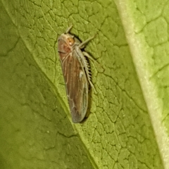 Idiodonus cruentatus