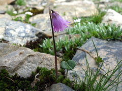 Soldanella pusilla