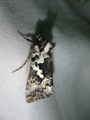 Syngrapha rectangula