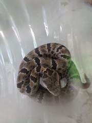 Crotalus morulus