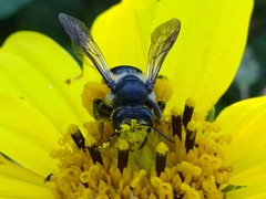 Andrena aliciae