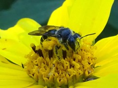 Andrena aliciae
