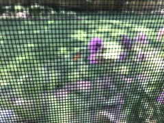 Danaus plexippus