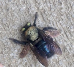 Xylocopa cyanea