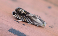 Grapholita eclipsana