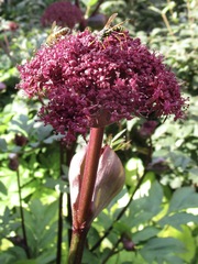 Angelica gigas