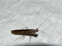 Perlamantis alliberti