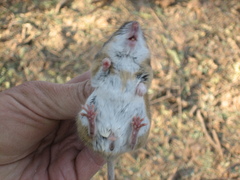 Peromyscus merriami