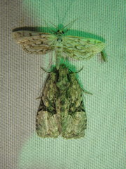 Oligia modica