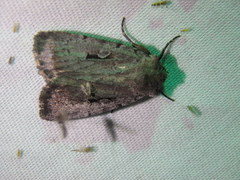 Xestia normanianus