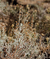 Artemisia rothrockii