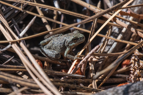 iNaturalist observation photo of Pacific chorus frog
