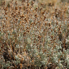 Artemisia rothrockii