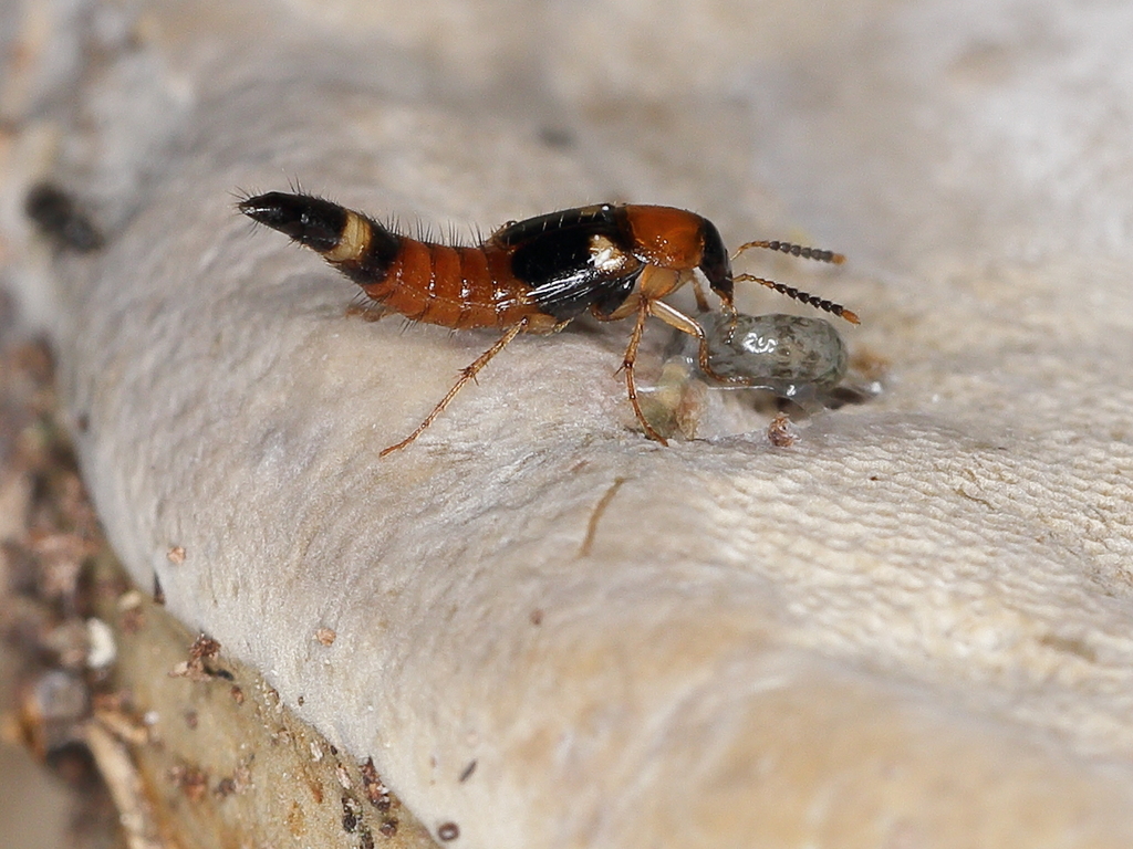 Lordithon lunulatus