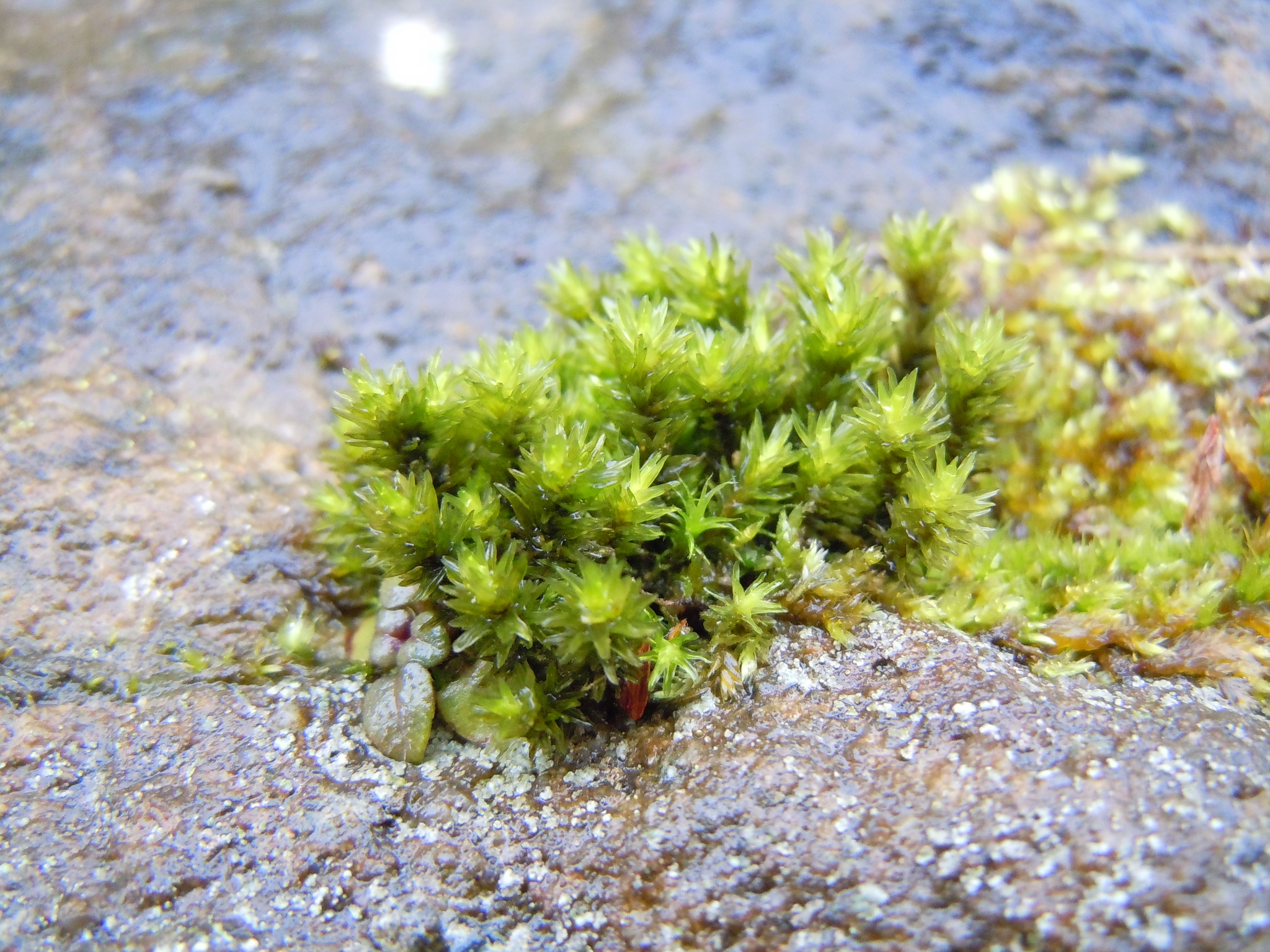 Racomitrium