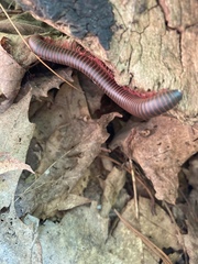 Narceus americanus
