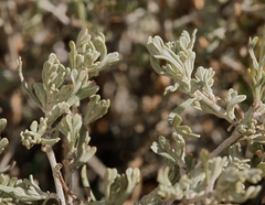Artemisia rothrockii