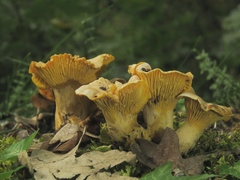 Cantharellus pallens