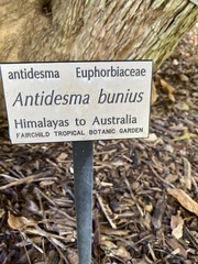 Antidesma bunius