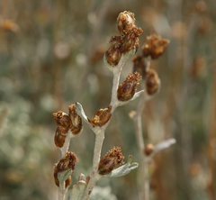 Artemisia rothrockii