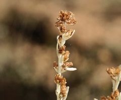 Artemisia rothrockii