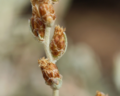 Artemisia rothrockii